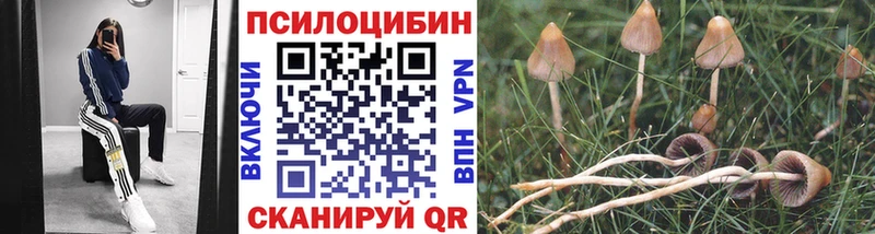 Купить  Чадан  Псилоцибиновые грибы Psilocybe 